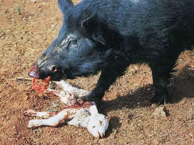 畜牧電子圍欄讓農作物不被“野豬”破壞