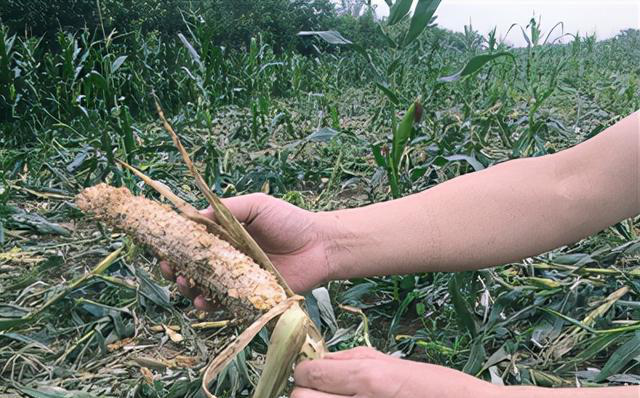 畜牧電子圍欄讓農作物不被“野豬”破壞