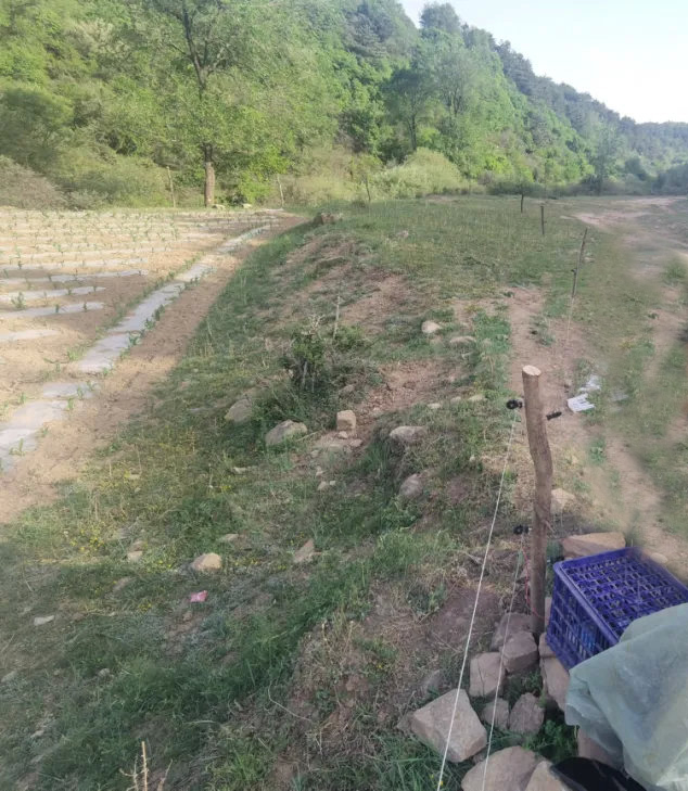 畜牧電子圍欄讓農作物不被“野豬”破壞